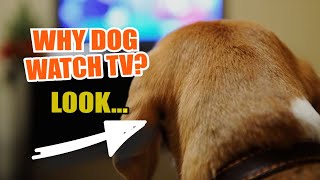 🐶📺 ¿WHY Does Your DOG WATCH TV [upl. by Peacock]