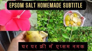 Homemade Epsom Salt for Gardening Benefits Epsom salt subtitle [upl. by Terence]