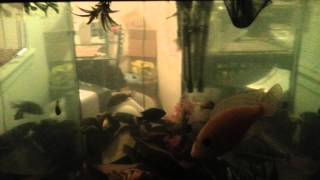 Adding aquarium salt to a fresh water cichlid tank [upl. by Veradia]