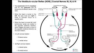 Vestibuloocular Reflex VOR  Structure amp Physiology [upl. by Senaj479]