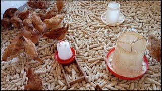 Can maize cobs be used as litter in poultry house 😱🤔chicken poultrylife [upl. by Ebby632]