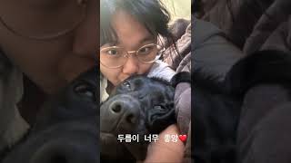 래브라도리트리버 다견가정 강아지 강아지일상 캐나다 너가 싫어해도 난 너가 너무 좋아 [upl. by Paul687]