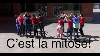 Cest la mitose cover Alors on danse [upl. by Annaeel]