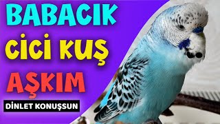 Konuşan Muhabbet Kuşu Boncuk  Aşkım Cici kuş Babacık  Muhabbet Kuşu Konuşturma [upl. by Errot661]