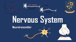 3 Neurotransmitters [upl. by Gnuhn]