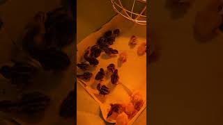 28 out of 33 cortunix quail hatched [upl. by Anadal]