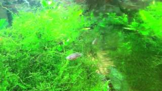 Zebra danios  Zebrafish chasing each other [upl. by Anitirhc]