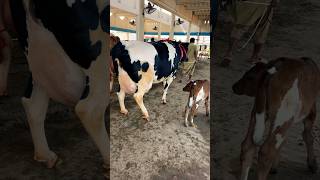 HF cows 🐄 For sale in Rana Dairy Farm dairycows dairyfarm cowsforsale animal dairyproducts [upl. by Yarg338]