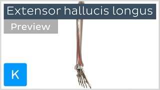 Functions of the extensor hallucis longus muscle preview  3D Human Anatomy  Kenhub [upl. by Nnylaj889]