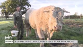 ANIMAUX  La Charolaise une vache rustique à la robe blanche [upl. by Aneri]