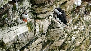 Bempton Cliffs  Papageientaucher P1750705 [upl. by Nnylorac]