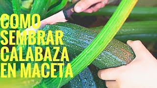 Cómo Sembrar Calabazacalabacín en Maceta 2024cultivo de calabaza plantar calabaza [upl. by Dunn202]