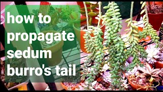 36 How to propagate SEDUM BURROS TAIL cuttings and leaf [upl. by Ahcorb]