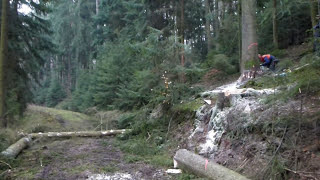 Felling some German Spruce trees Fichten fällen im Odenwald [upl. by Namhar377]