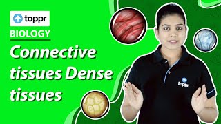 Connective tissues  Dense tissues  Class 9 Biology CBSENCERT [upl. by Esdras]