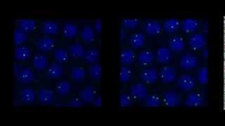 Single molecule fluorescent in situ hybridization in Drosophila embryos [upl. by Anamor]