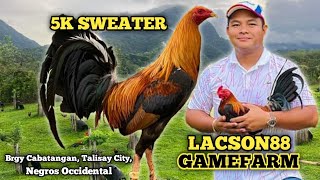 SWEATER 5K  CHARLIE LACSON  LACSON88 GAMEFARM  QUALITY GAMEFOWL AND BIG FARM IN THE PHILIPPINES [upl. by Htiderem]