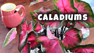 How to Plant Caladium Bulbs and Care 💚💕🪴 [upl. by Gristede]