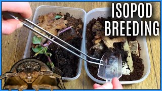 How To Care For Isopods Culture Setup amp Breeding  Bioactive Basics 18 [upl. by Anailuj]