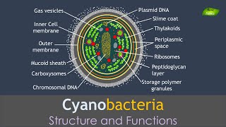 Cyanobacteria  Structure and Functions  Basic Science Series [upl. by Grosz]