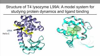 Structure of T4 Lysozyme L99A Mutant [upl. by Joann]