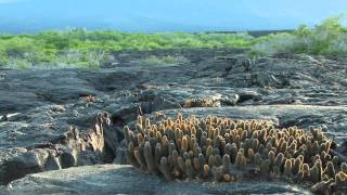 Fernandina The Most Pristine Galápagos Island [upl. by Seitz]