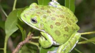 Barking Tree Frog Sounds [upl. by Utas]