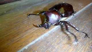 Hissing Rhino Beetle [upl. by Adoree]