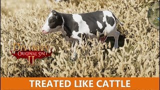 Treated Like Cattle Quest Divinity Original Sin 2 [upl. by Imim]