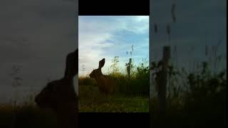 Hare in the early morning watershipdown ukwildlife hares [upl. by Leonard]