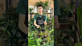 植物休眠期这5种花少浇水 花 养花 种花 园艺 园丁 爱生活爱养花 养花小知识 花卉绿植 [upl. by Ashli]