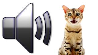 Cat Meowing  Sound Effect  Download [upl. by Ahsiened]