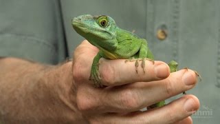 The Phylogenetic Tree of Anole Lizards — HHMI BioInteractive Video [upl. by Nivrae]