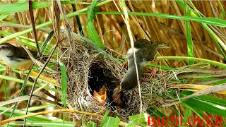 babies sparrow growth by eating grasshopper and blue worm which hunted by their mama [upl. by Sredna]