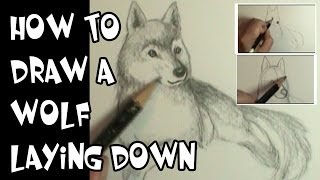 How to draw a wolf laying down [upl. by Celeski214]