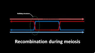 Recombination during meiosis  CSIR LS JRF  GATE  csir gate [upl. by Gen]