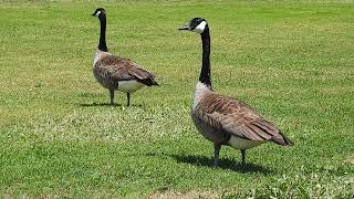 Bernache du Canada 7  Canada Goose  Branta canadensis [upl. by Ramas725]