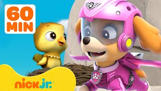 Patrulha Canina  Os Melhores Resgates e Aventuras de Skye da Patrulha Canina 🛫  Nick Jr [upl. by Nosnarb]