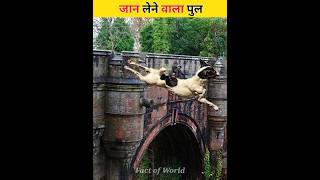 Dog Suicide Bridge 🤨 shorts facts factsinhindi youtubeshorts bridge shortvideo [upl. by Osanna155]