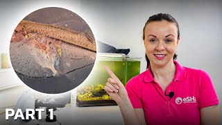 Parasites You Can Find Under The Microscope After Skin Scraping a Fish • PART 1 [upl. by Schroeder419]