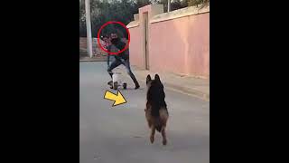 Dog saves little girl factsintamil 😱சிறுமி😱 amazingfacts touchfacts shorts [upl. by Arramahs]