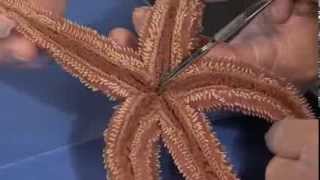 Detailed Sea Star starfish Dissection Part I Jr High High School and College Review [upl. by Haeluj]