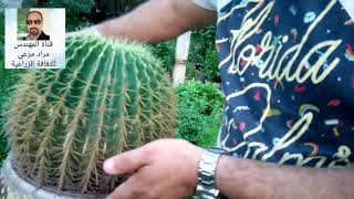 عمة القاضى صبار جميل طرق تكاثر ورعاية Echinocactus grusonii حلقة 73 [upl. by Acinoryt]