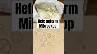 So sieht Hefe unterm Mikroskop aus wissenswert biologie natur mikrokosmos mikroskop fyp [upl. by Emile]