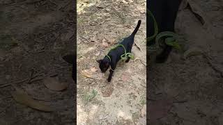 The black cat has a venomous snake hanging around its neck shorts youtubeshorts animals cat [upl. by Schaab]