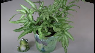 Brake Fern Pteris cretica Plant Spotlight [upl. by Wilen99]