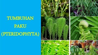 Tumbuhan Paku  Pteridophyta  Biologi Kelas 10 [upl. by Alhan]