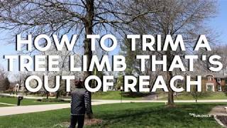 How to cut tree limbs that are too high to reach [upl. by Sidras215]