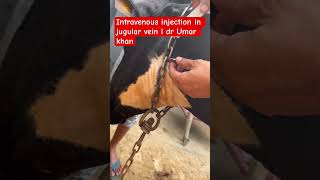 Intravenous injection in jugular vein l dr Umar khan [upl. by Given]