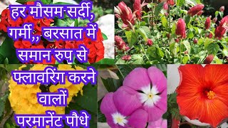 All Sessions Flowering plants हर मौसम गर्मीसर्दी बरसात साल के 12 महीने फूल देने वाले पौधे [upl. by Neelhtac]